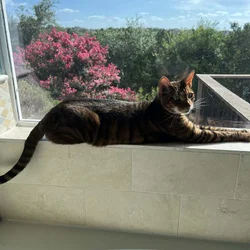 Beautiful loving AKC Toyger (Bengal breed)