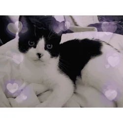 🐾 Sweet Black & White Kittens Looking for Love 🐾