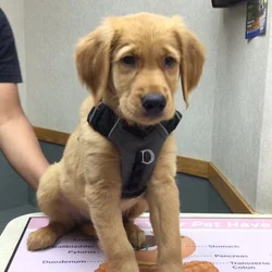 Golden retriever