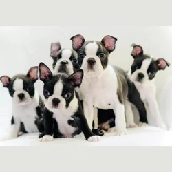 Boston Terrier Puppies