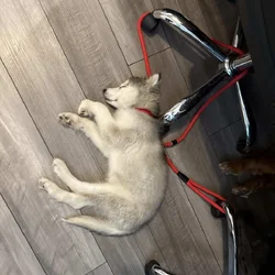 Siberian husky