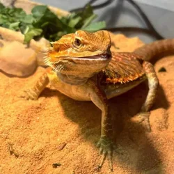 Male Beardie