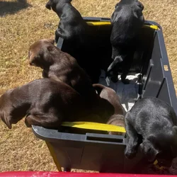 Lab and pit puppies