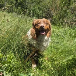 AKC and ASCA Stud for sale