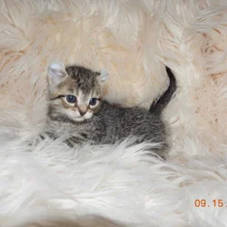 Two Highlander kittens available, male & female