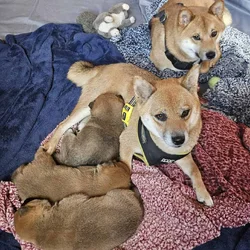 Puppies for Sale