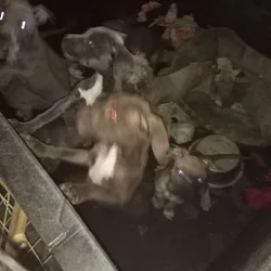 I have nine pitbull puppies mix they are 12 weeks