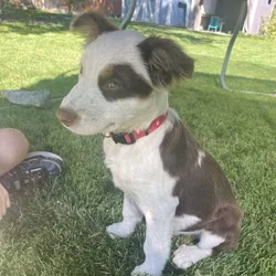 Medium size mixed breed