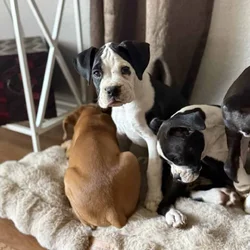 Boxer Puppies
