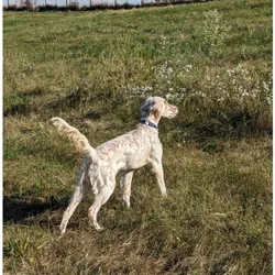 Top City English Setter Litter Announcement