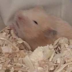 Hamster