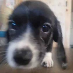 Bocker puppies