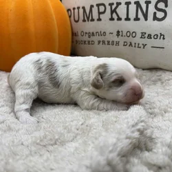Mini F1b male parti Goldendoodle