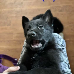 German Shepherd Puppy: Conman!