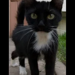 Black and white kittens