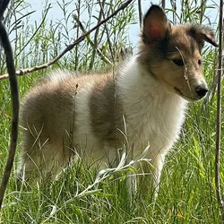 Rough Collie Puppies