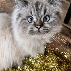 Vanilla is a Seal Point Himalayan Cat 1.5 Yrs Old