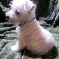 AKC WEST HIGHLAND WHITE TERRIERS