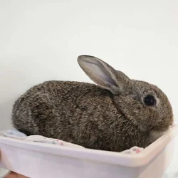 Young Bunnies only 6 weeks old