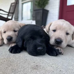 AKC LAB PUPPIES