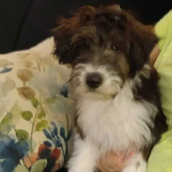 Mollie, Mini Collie Doodle