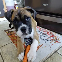 Puppy