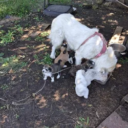 Puppies for sale