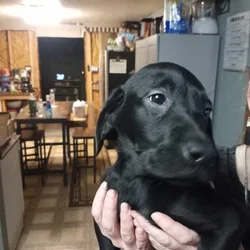 Purebred lab puppies
