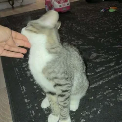 5 month old handsome kitten!