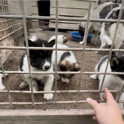 Inuit Dog Puppies