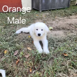 Pyrenees/Anatolian Shepherd Puppies