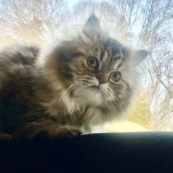 Beautiful Persian female