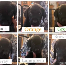 American Black Labrador puppies