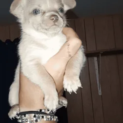 Chihuahua puppies