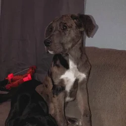 1 Year old Great Dane Mix