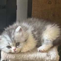 Perrrsians kittens