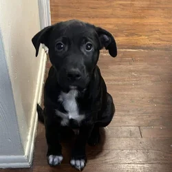 PUPPY FOR SALE (PUMA)