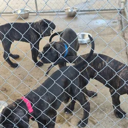 Mastiff Puppies