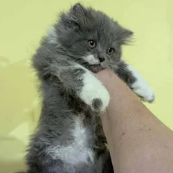Adorable Persian Kittens
