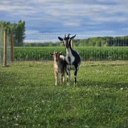 3 yr old doe for sale
