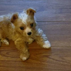 Goldust Blond Male Yorkie Puppy - Ready 10/22/25