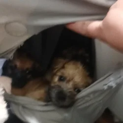 CUTE PUPPIES - Mixed Breed MaltipooTerrier