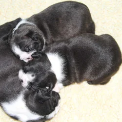 Boston Terrier Puppies