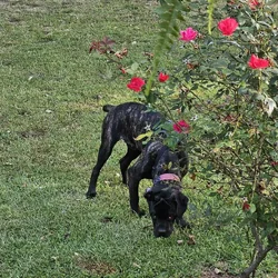 1 year old CKC Cane Corso