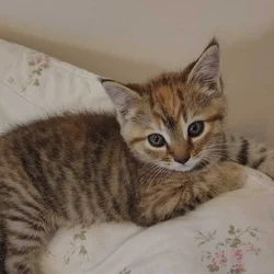 Two free kittens