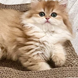 British Longhair Golden girl