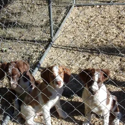 AKC registered Brittany Spaniels puppies for sale
