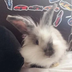 Help! Young Female Rabbit needs experienced owner.