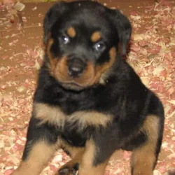 AKC Registered Rottweiler Puppies