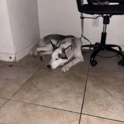 Bella
